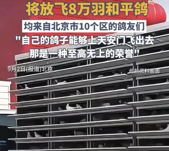 在特殊笼子放飞有的已经到家了8万羽和平鸽都是“借来”的关(图2)